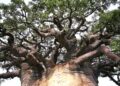 Existe un imponente árbol Baobab en Mozambique, África