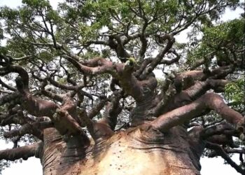 Existe un imponente árbol Baobab en Mozambique, África