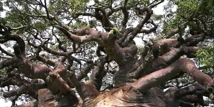 Existe un imponente árbol Baobab en Mozambique, África