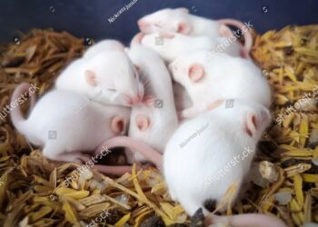 Nacen crías de dos ratones machos