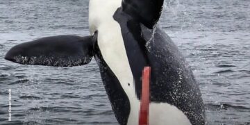 La orca que mostró su pene prominente
