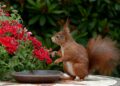 Una flor de 32.000 volvió a florecer gracias a semillas guardadas por una ardilla