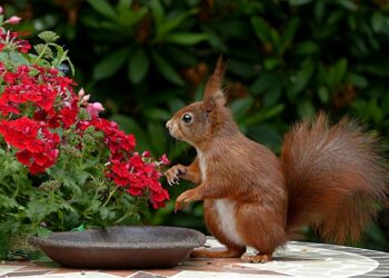 Una flor de 32.000 volvió a florecer gracias a semillas guardadas por una ardilla