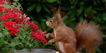 Una flor de 32.000 volvió a florecer gracias a semillas guardadas por una ardilla