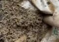 ¿Cómo los insectos ayudan a resolver crímenes?