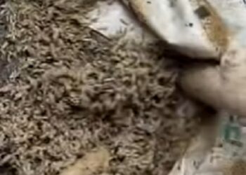 ¿Cómo los insectos ayudan a resolver crímenes?