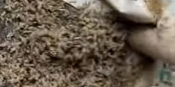 ¿Cómo los insectos ayudan a resolver crímenes?