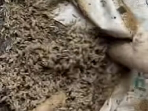 ¿Cómo los insectos ayudan a resolver crímenes?