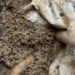 ¿Cómo los insectos ayudan a resolver crímenes?