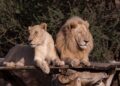 Una pareja de leones puede aparearse hasta 40 veces por día quedando, el macho, completamente exhausto
