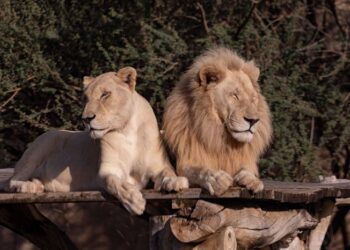 Una pareja de leones puede aparearse hasta 40 veces por día quedando, el macho, completamente exhausto