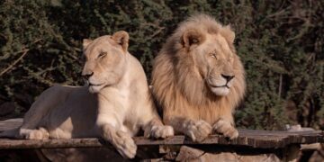 Una pareja de leones puede aparearse hasta 40 veces por día quedando, el macho, completamente exhausto