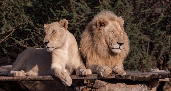Una pareja de leones puede aparearse hasta 40 veces por día quedando, el macho, completamente exhausto