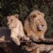 Una pareja de leones puede aparearse hasta 40 veces por día quedando, el macho, completamente exhausto