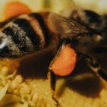 Cuando un macho de abeja se aparea, luego ella le arranca el pene y èl muere