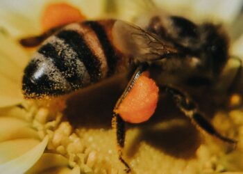 Cuando un macho de abeja se aparea, luego ella le arranca el pene y èl muere