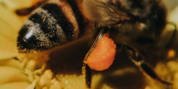 Cuando un macho de abeja se aparea, luego ella le arranca el pene y èl muere