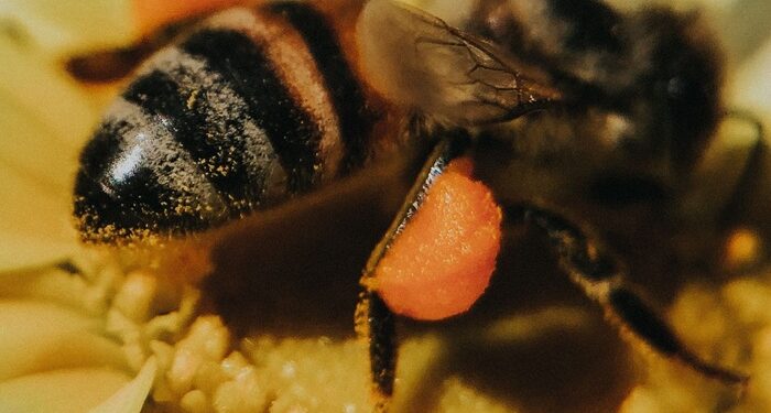 Cuando un macho de abeja se aparea, luego ella le arranca el pene y èl muere